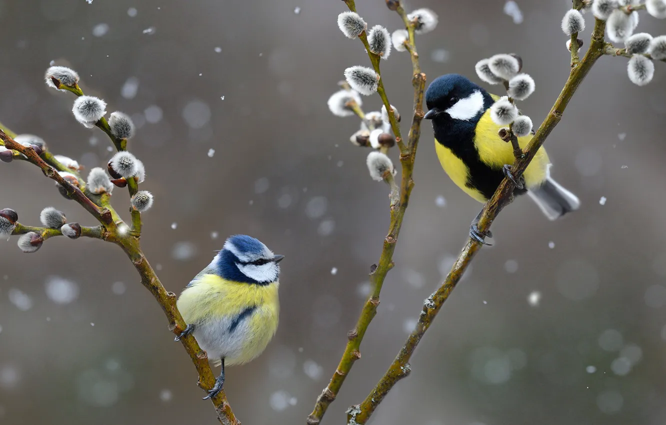Фото обои ветки, птица, верба, обыкновенная лазоревка, Большая синица
