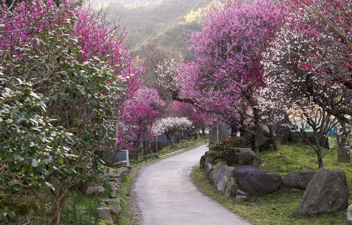 Фото обои камни, дорожка, Japan, цветение весной