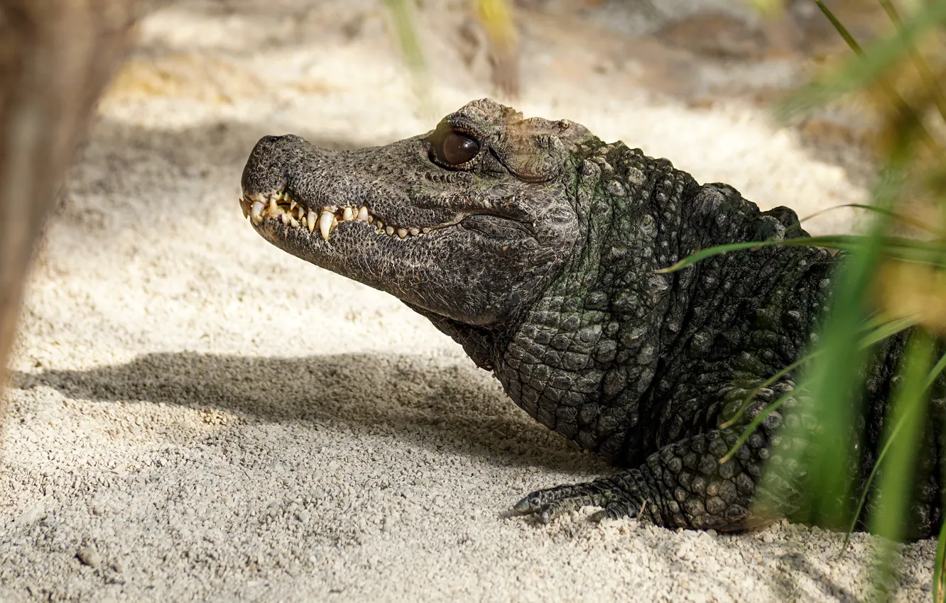 Фото обои песок, трава, взгляд, морда, берег, портрет, зубы, крокодил