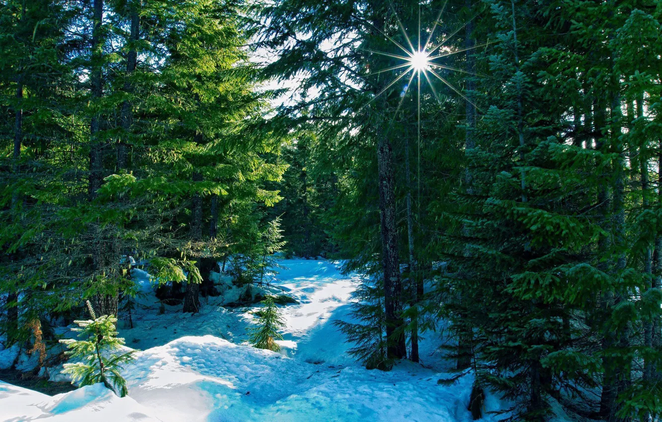 Фото обои лес, снег, пейзаж, ель