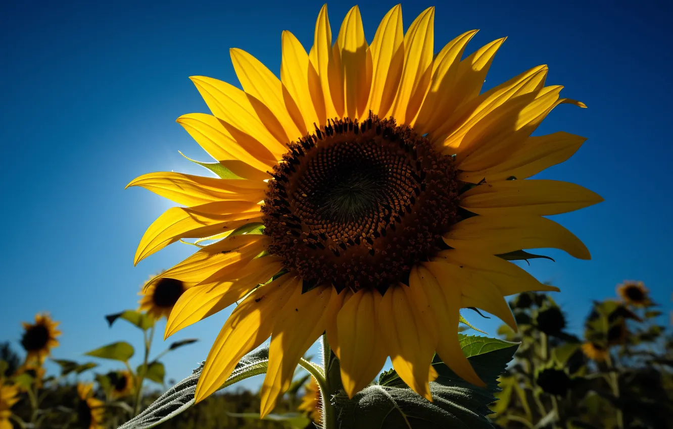 Фото обои лето, небо, макро, свет, подсолнухи, цветы, желтый, природа