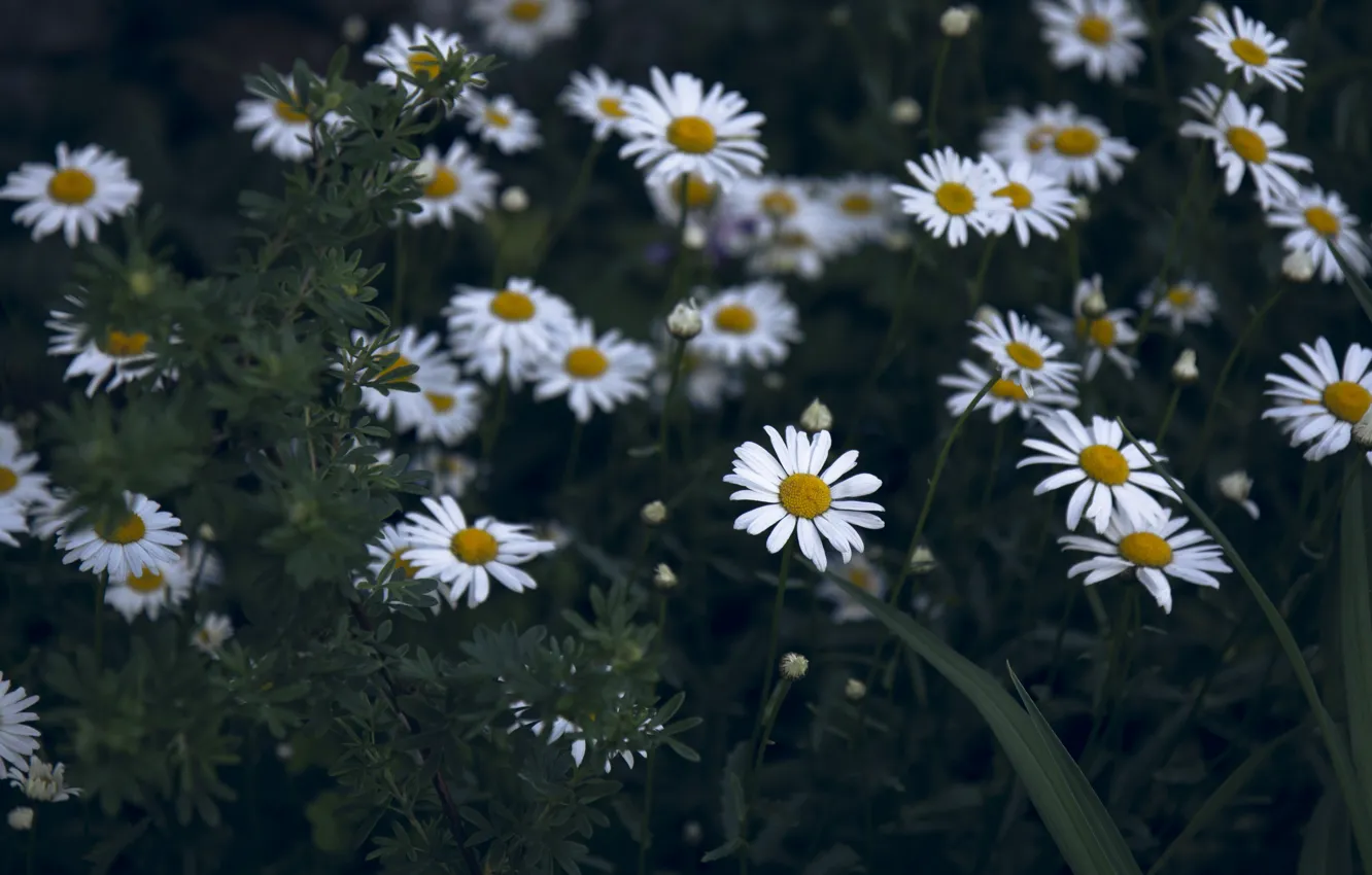 Фото обои цветы, ромашки, белые цветы