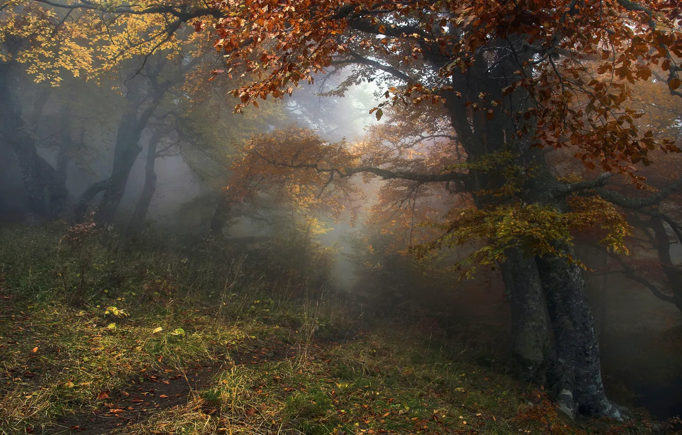 Фото обои осень, лес, деревья, пейзаж, природа, туман, тропинка, Алексей Милокост
