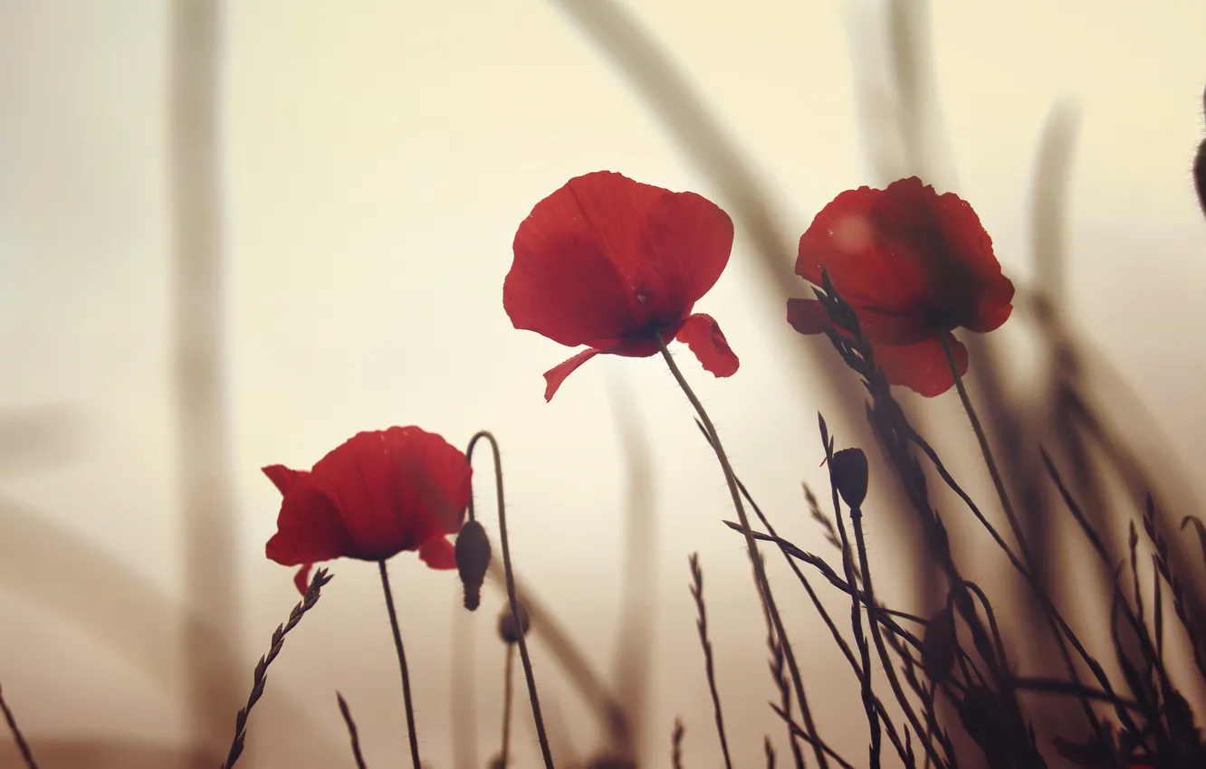 Фото обои цветы, маки, красные