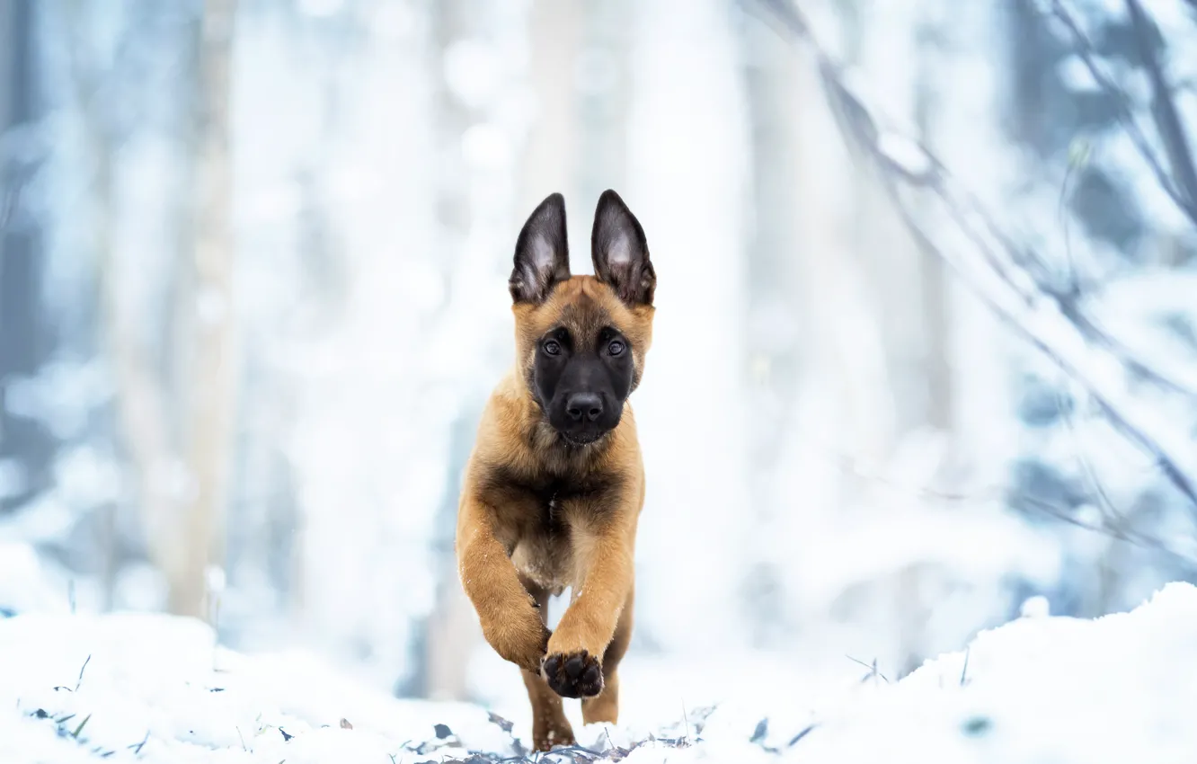 Фото обои зима, снег, собака, щенок, прогулка, Бельгийская овчарка малинуа