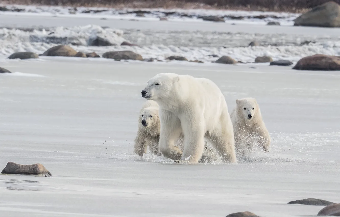 Фото обои зима, снег, природа, камни, медвежата, белые медведи, медведица