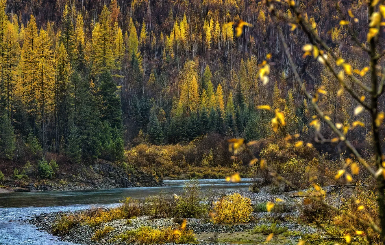 Фото обои осень, лес, деревья, горы, ветки, природа, река, дерево