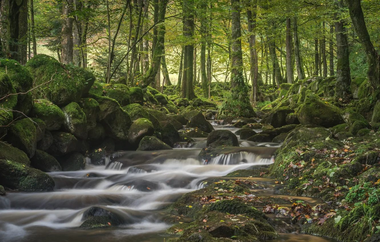 Фото обои лес, деревья, ручей, камни, мох, Германия, речка, Germany