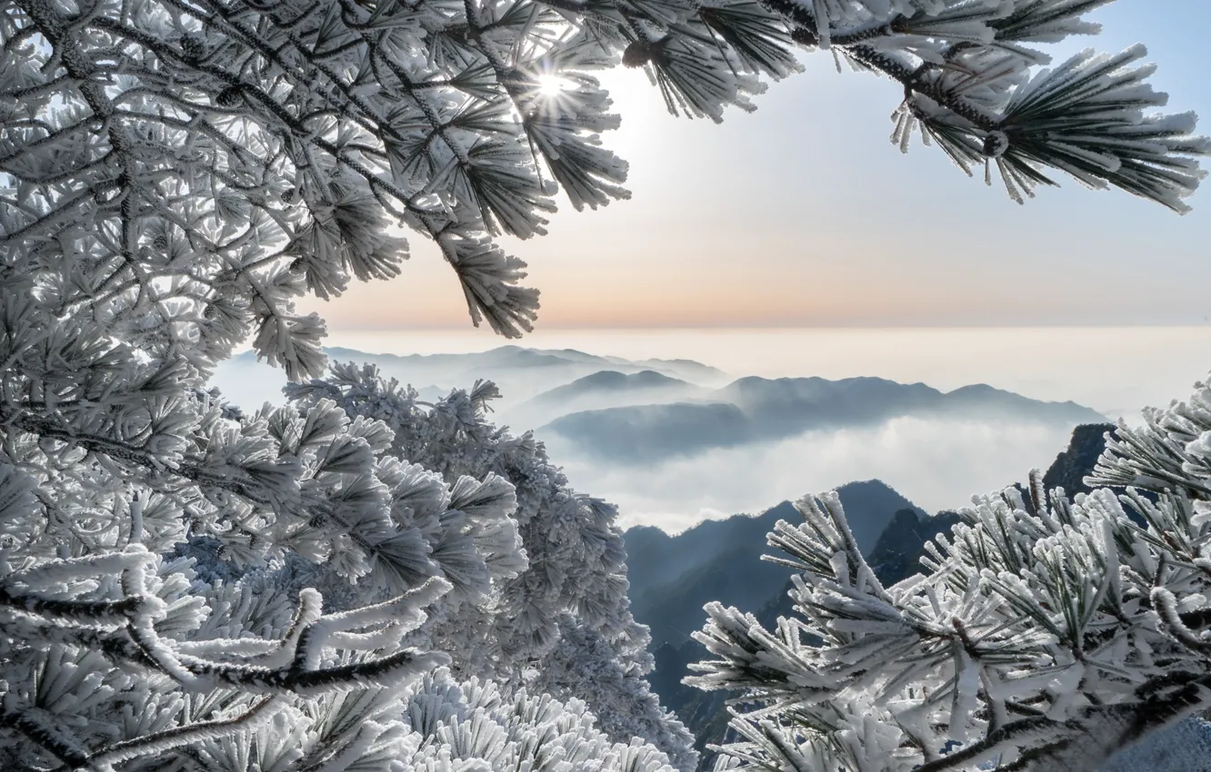 Фото обои зима, иней, горы, ветки, China, Китай, сосны, Huangshan Mountains