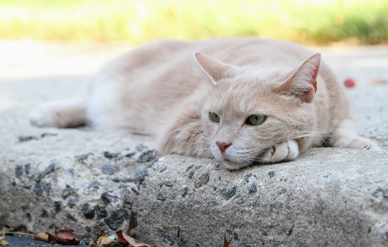 Фото обои кошка, кот, отдыхает