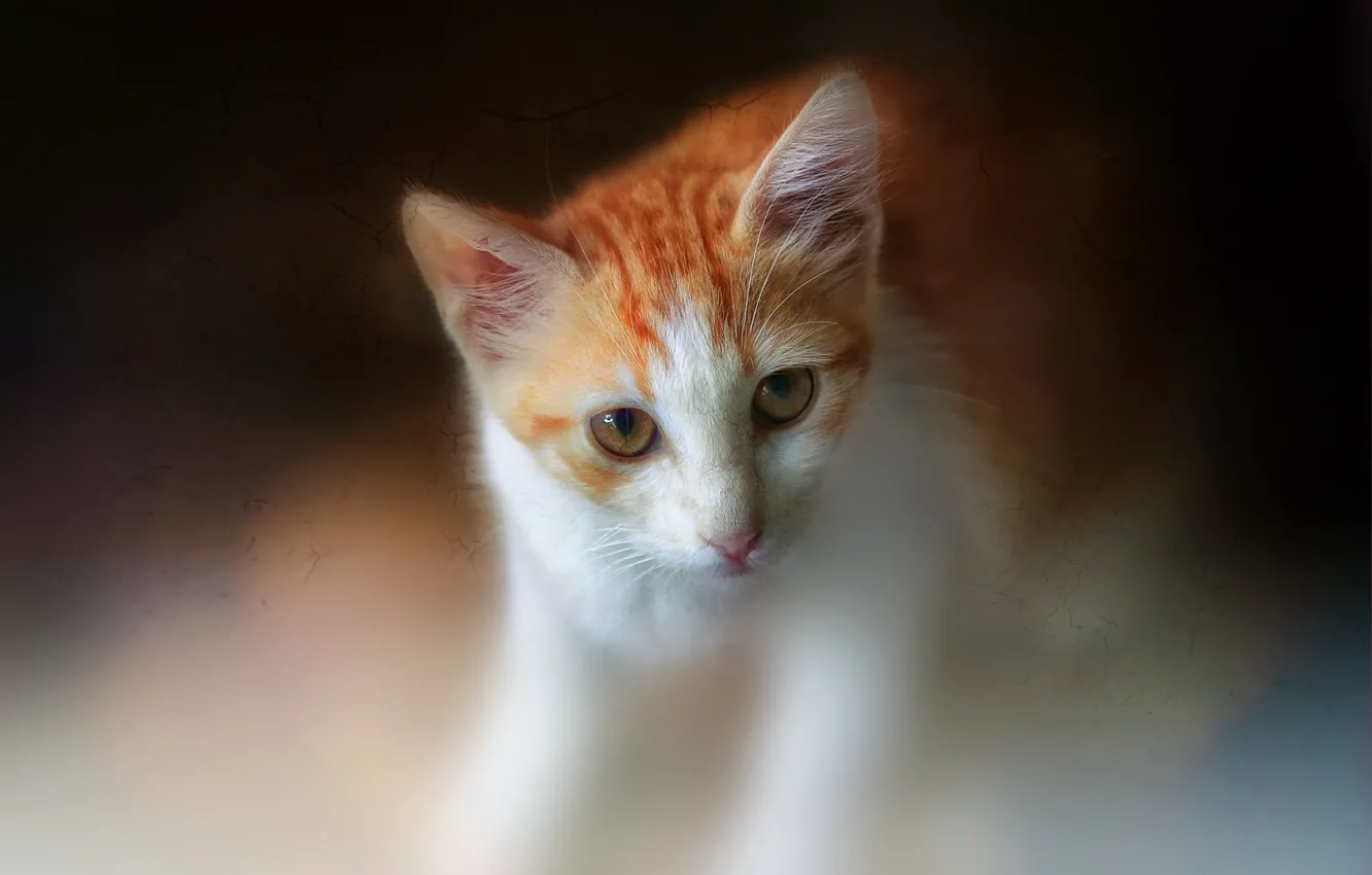 Фото обои кошка, кот, рыжий