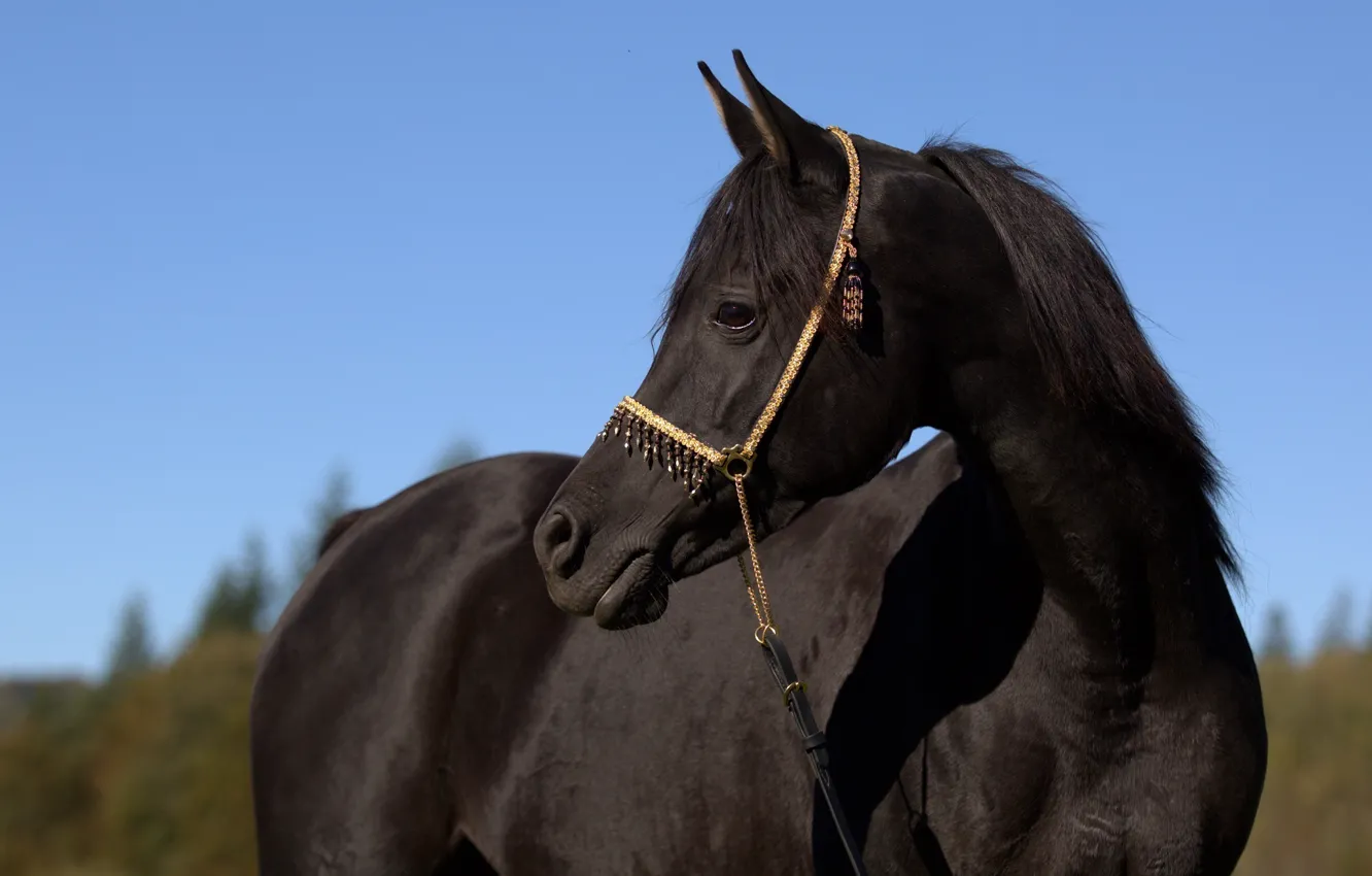 Фото обои морда, конь, лошадь, грация, профиль, вороной, (с) OliverSeitz