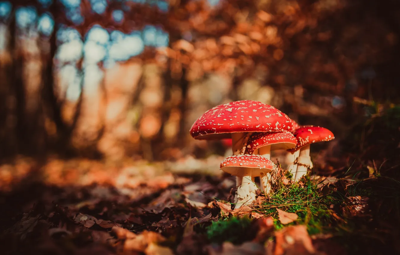 Фото обои осень, макро, грибы, мухоморы, боке, семейка