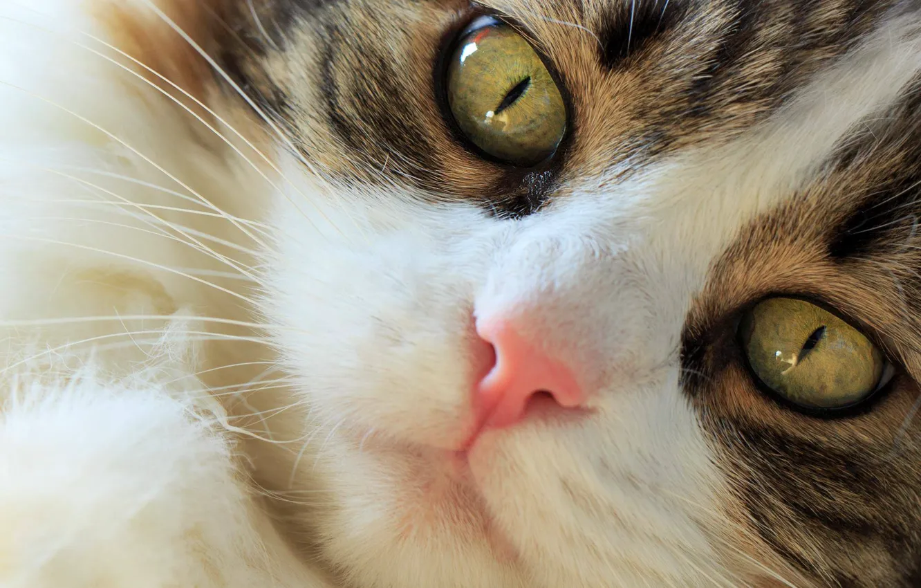 Фото обои глаза, взгляд, мордочка, котейка, Норвежская лесная кошка
