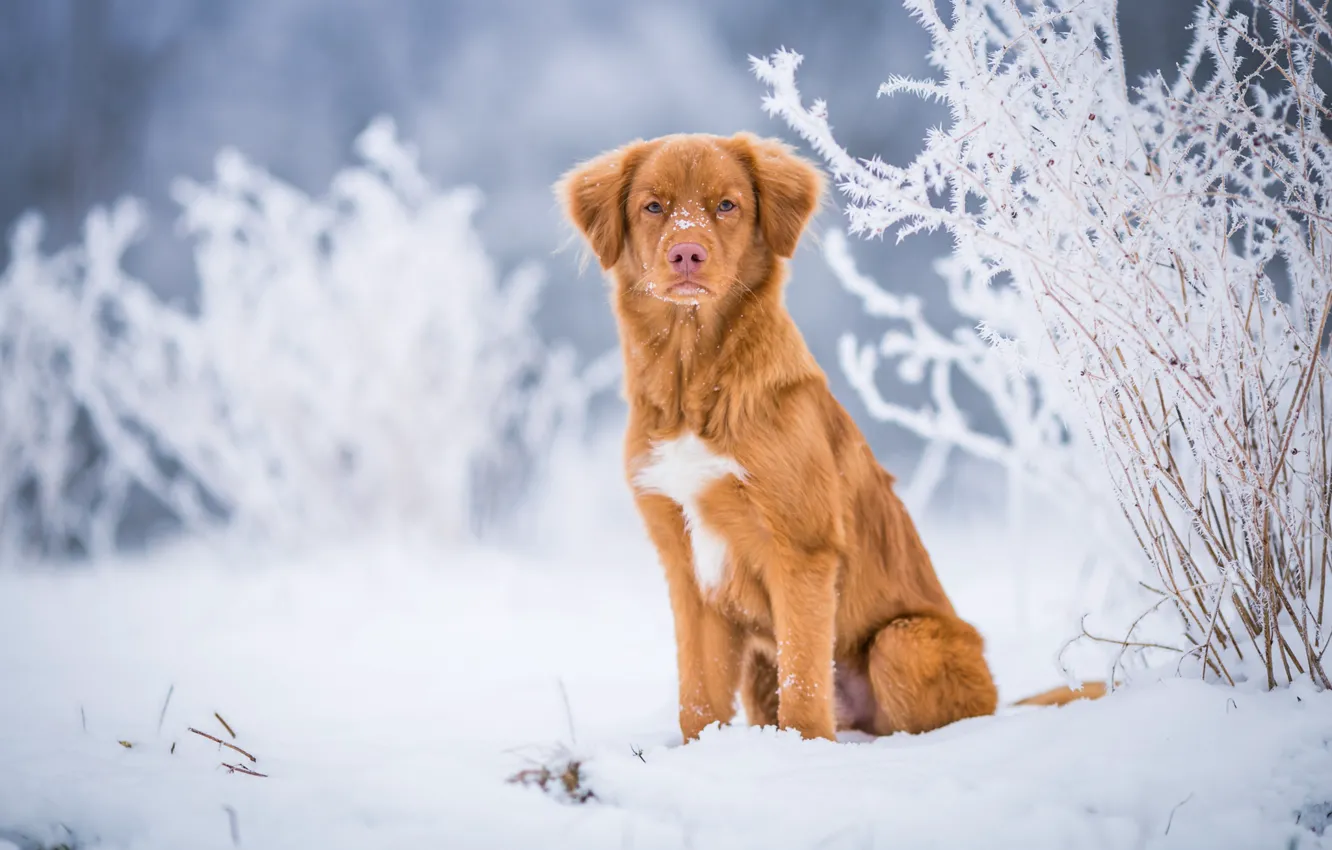 Фото обои зима, иней, взгляд, снег, природа, фон, голубой, собака