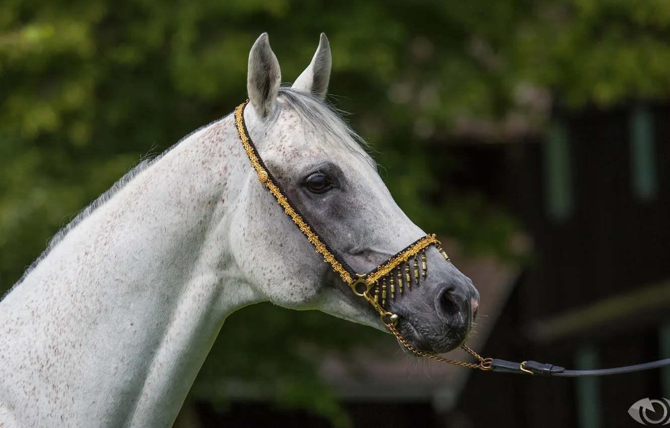 Фото обои морда, серый, конь, лошадь, профиль, (с) OliverSeitz
