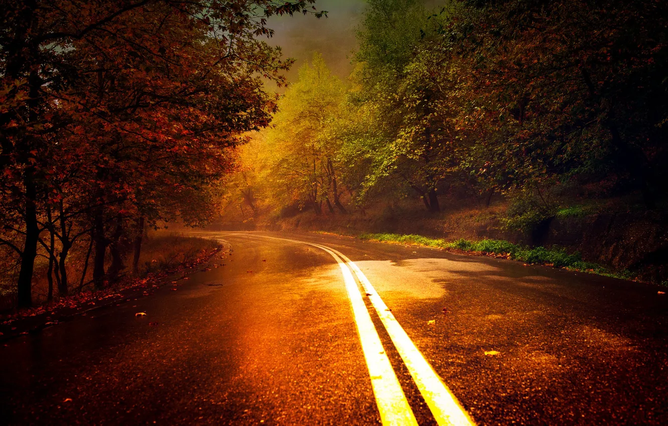 Фото обои дорога, осень, лес
