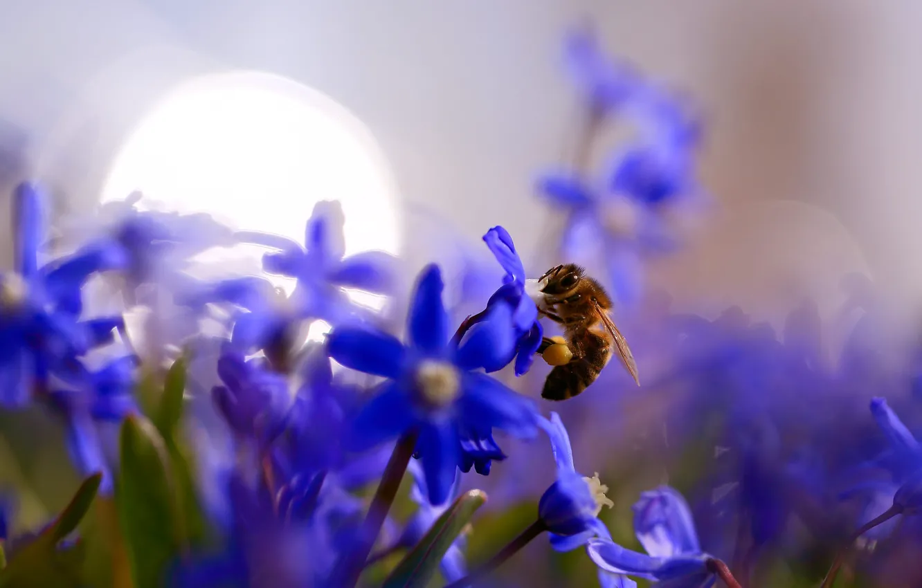 Фото обои макро, свет, цветы, блики, пчела, размытие, весна, насекомое