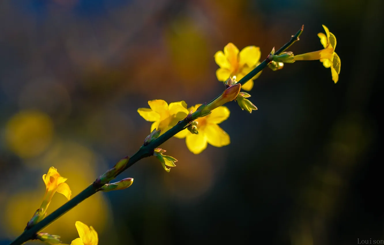 Фото обои цветок, макро, желтый, природа, почки