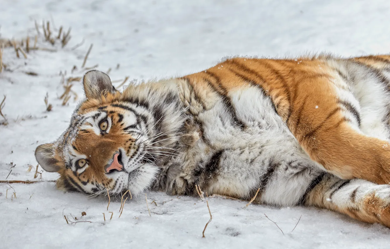 Фото обои снег, дикая кошка, тигрица