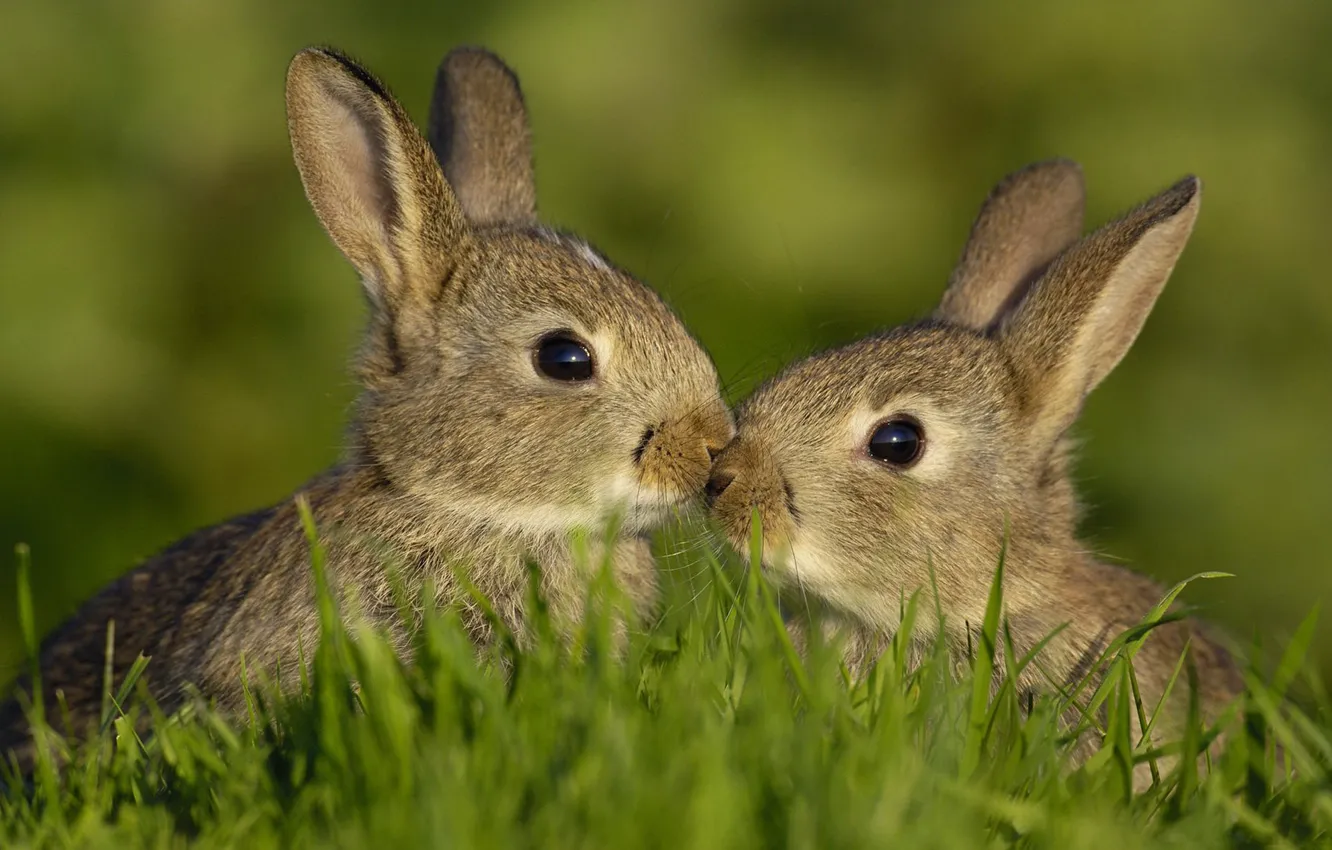 Фото обои животные, лето, трава, зайцы