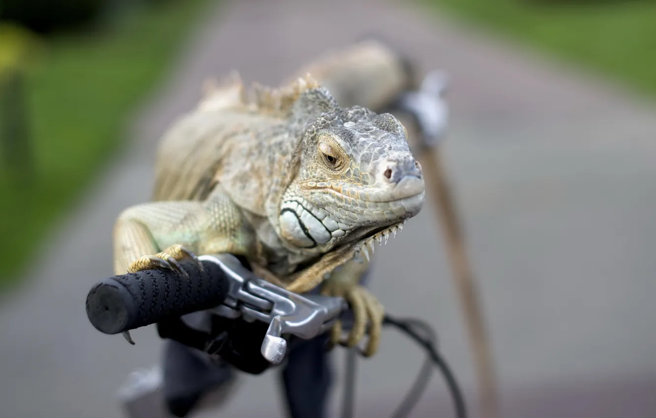 Фото обои велосипед, фон, iguana