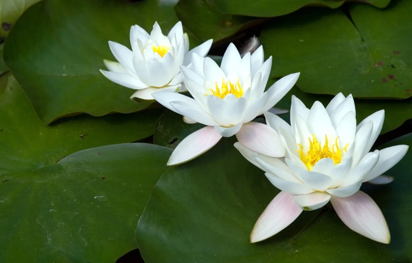 Фото обои лилии, три, белые