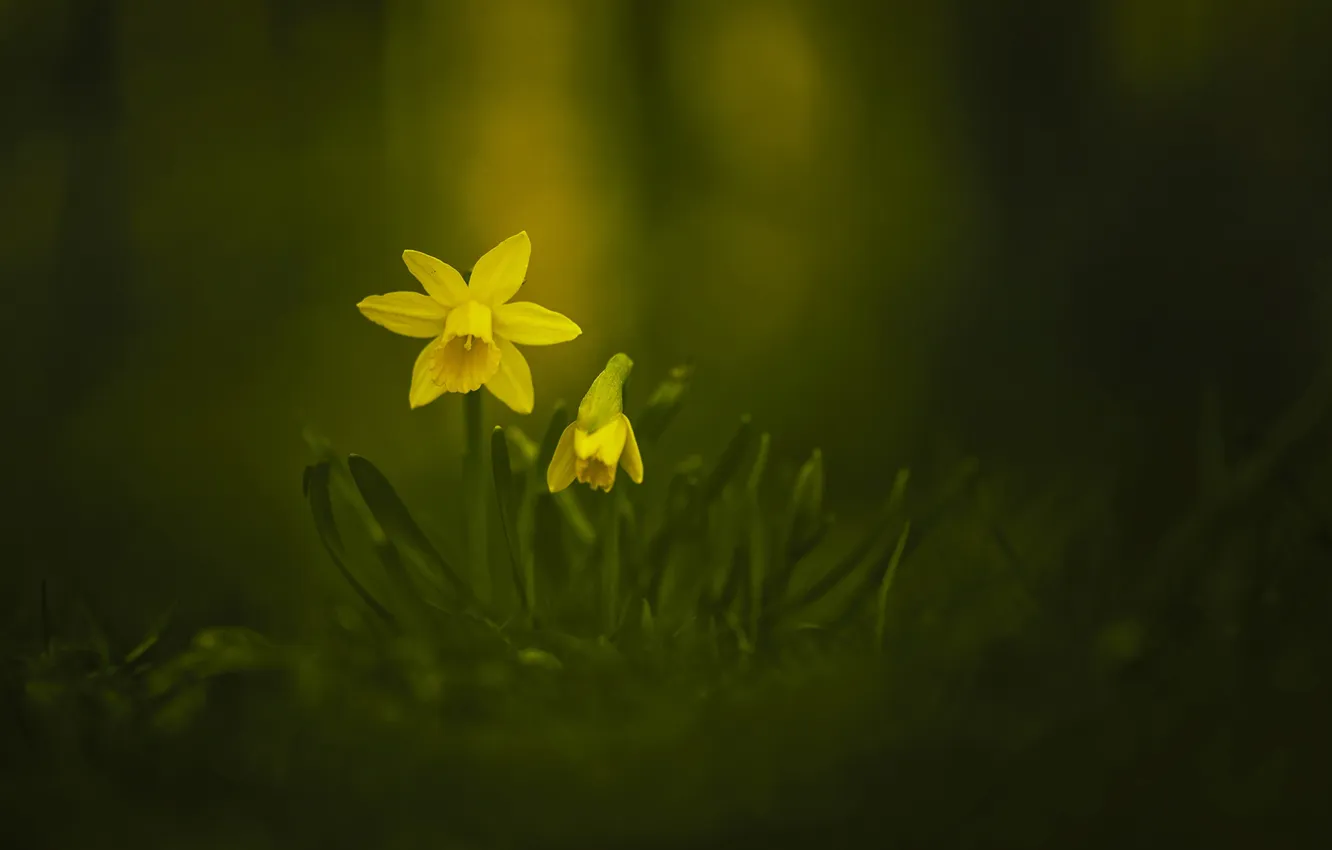 Фото обои цветы, весна, желтые, нарцисы
