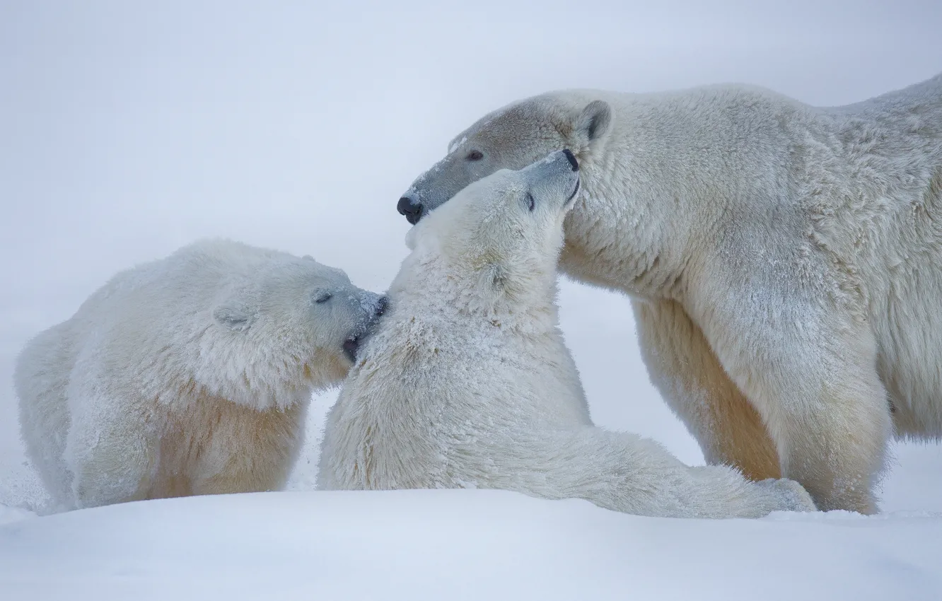 Фото обои зима, снег, медведи, Аляска, белые медведи, полярные медведи