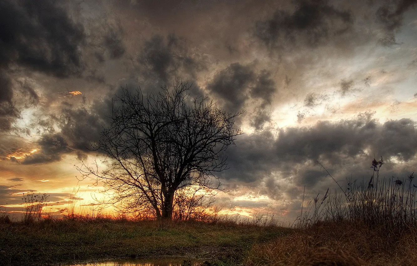 Фото обои трава, облака, Дерево, лужа