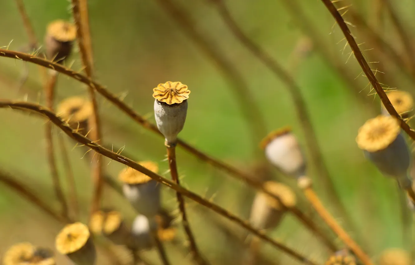 Фото обои plant, dry, poppy seed