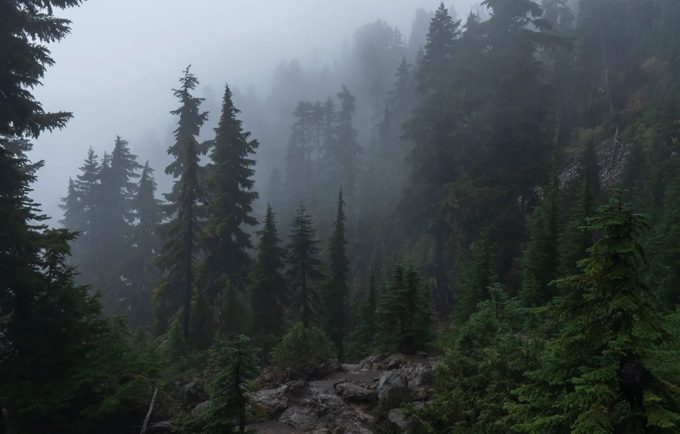 Фото обои лес, деревья, горы, природа, пасмурно, склон, дымка, США
