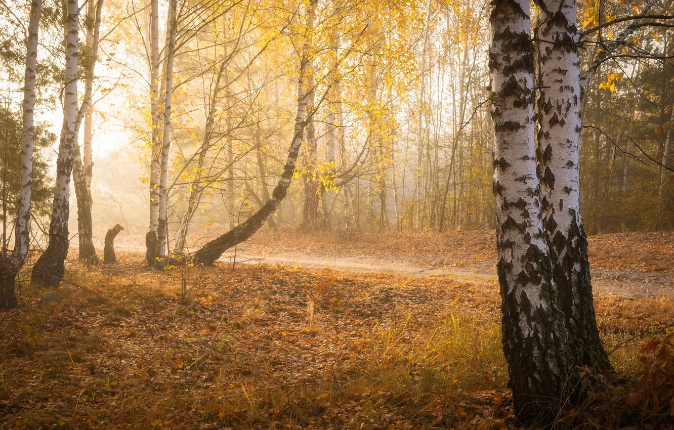 Фото обои осень, лес, туман, парк, листва, утро, береза, березы