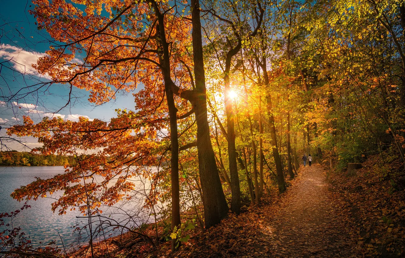 Фото обои осень, деревья, озеро, парк, тропинка