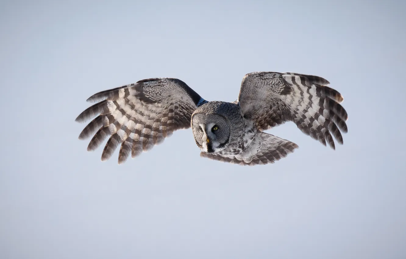 Фото обои predator, look, owl, hunter