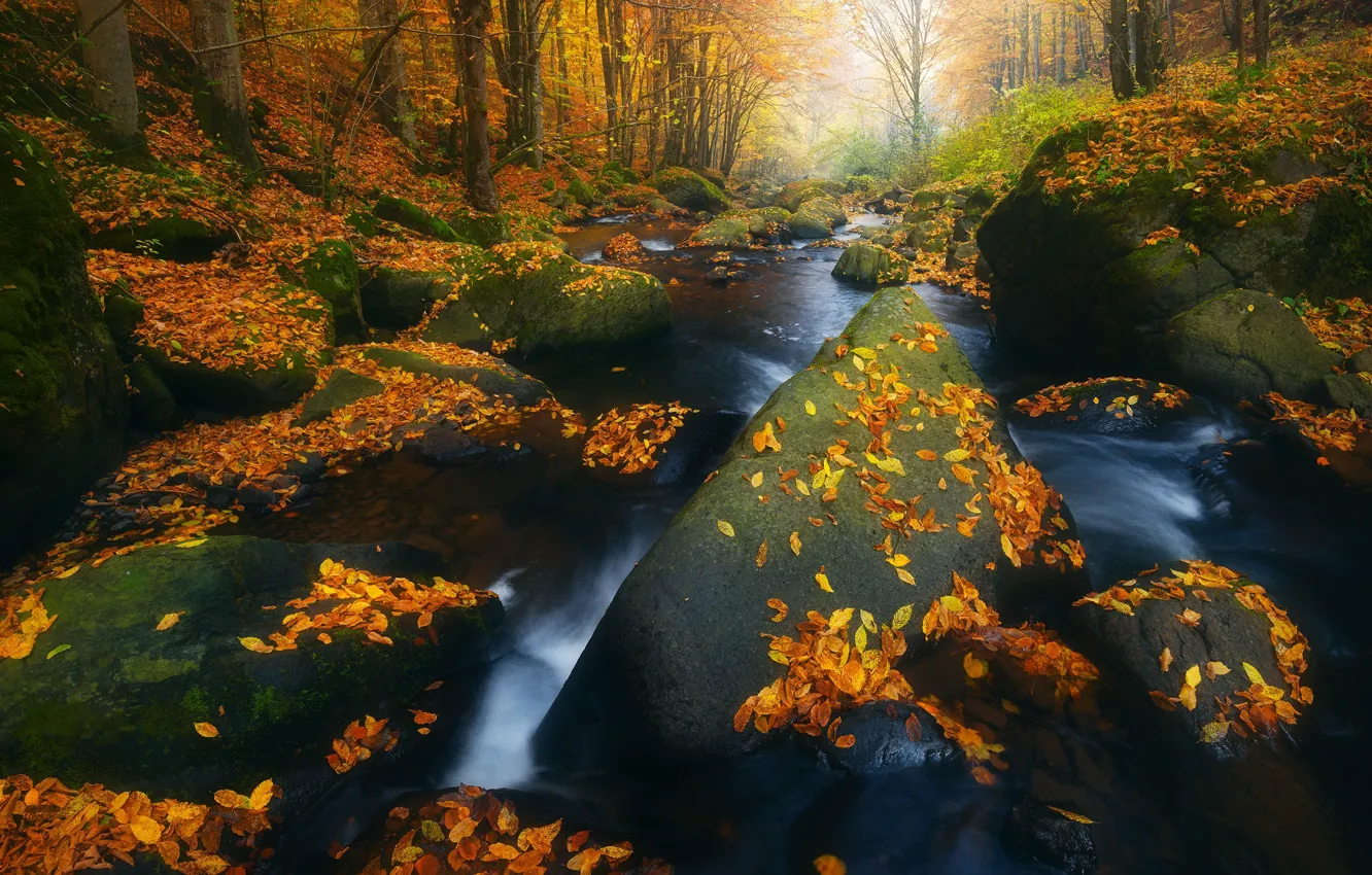 Фото обои осень, лес, листья, пейзаж, природа, ручей, камни, валуны