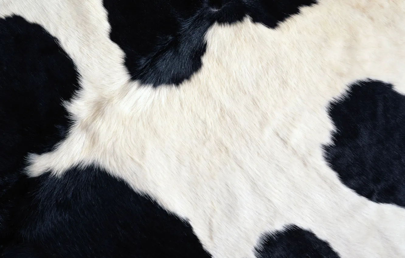 Фото обои белый, черный, корова, шерсть, текстуры, бурёнка