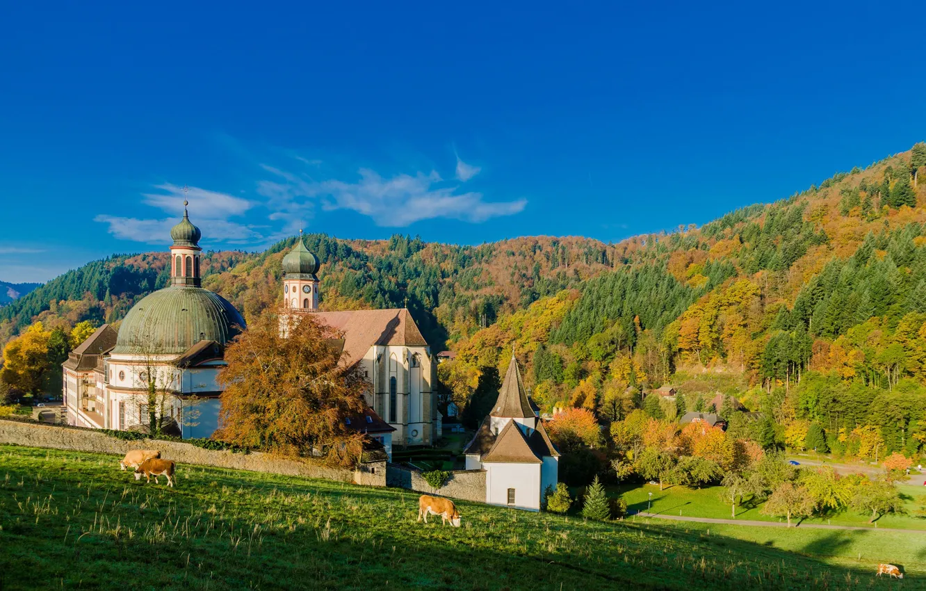 Фото обои осень, лес, Германия, коровы, луг, монастырь, Germany, Баден-Вюртемберг