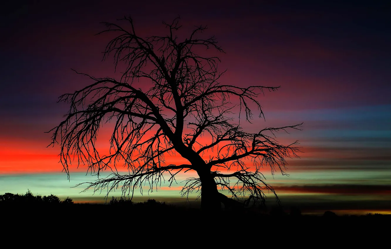 Фото обои twilight, tree, dusk, branches, darkness, silhouettes