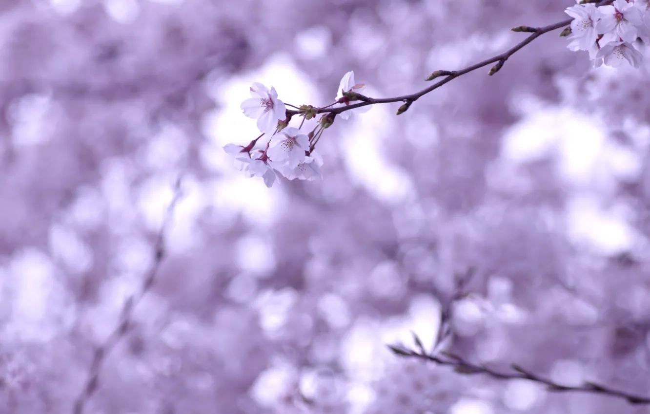 Фото обои макро, цветы, вишня, веточка, ветви, нежность, весна, размытость
