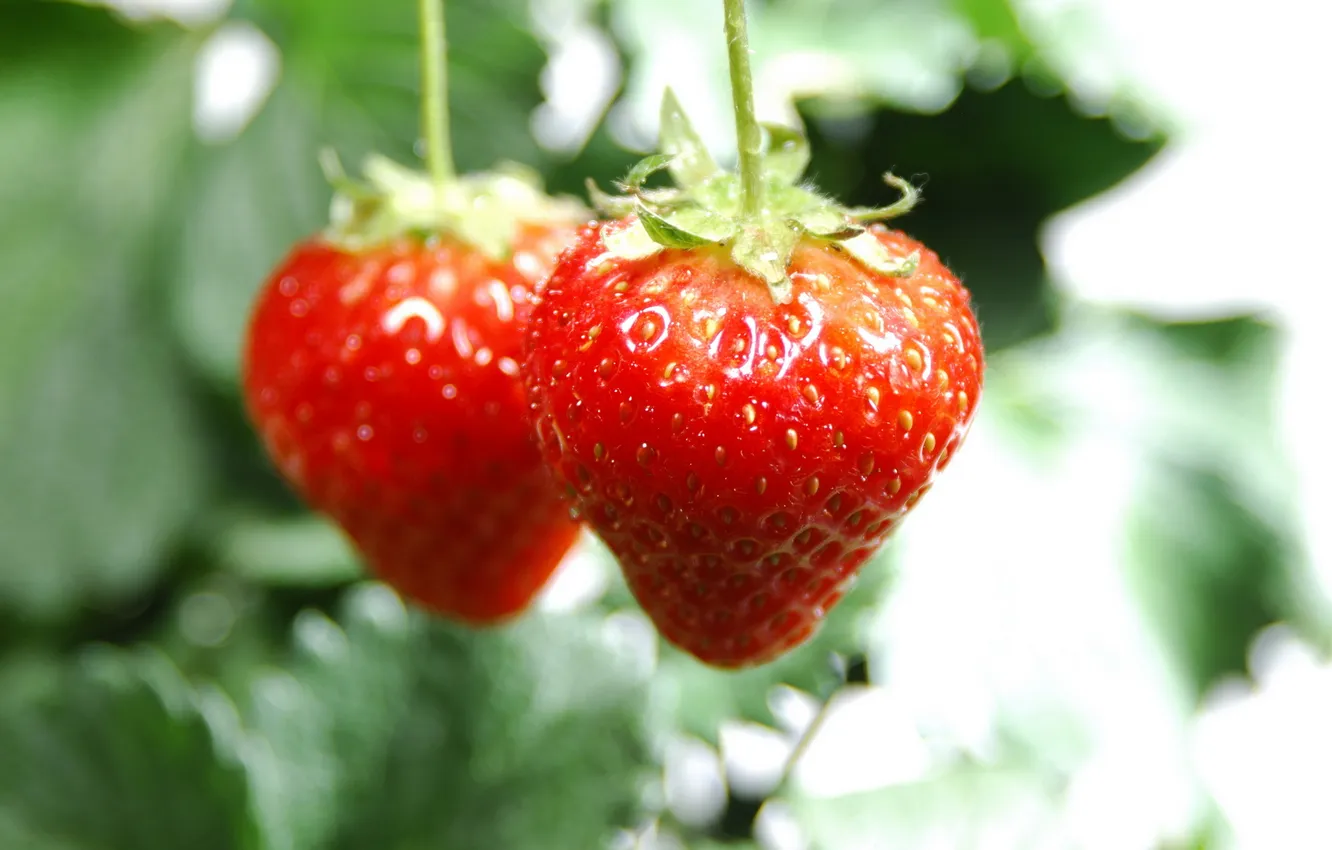 Фото обои макро, ягоды, клубника, фрукты, витамины, macro, strawberry, 2560x1600