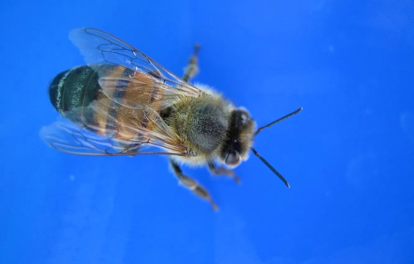 Фото обои макро, природа, пчела, насекомое