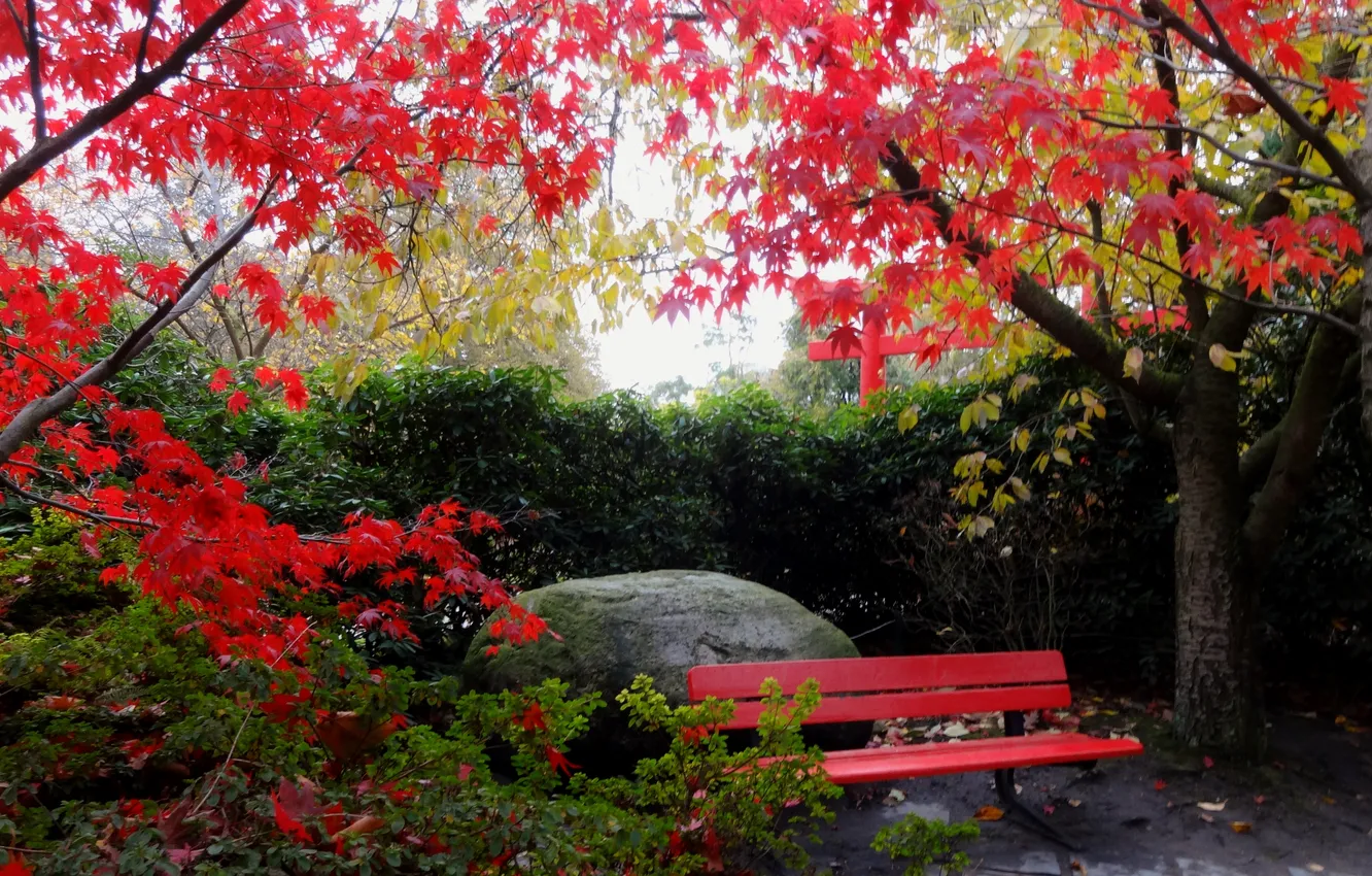 Фото обои осень, небо, листья, деревья, природа, лавочка. камень