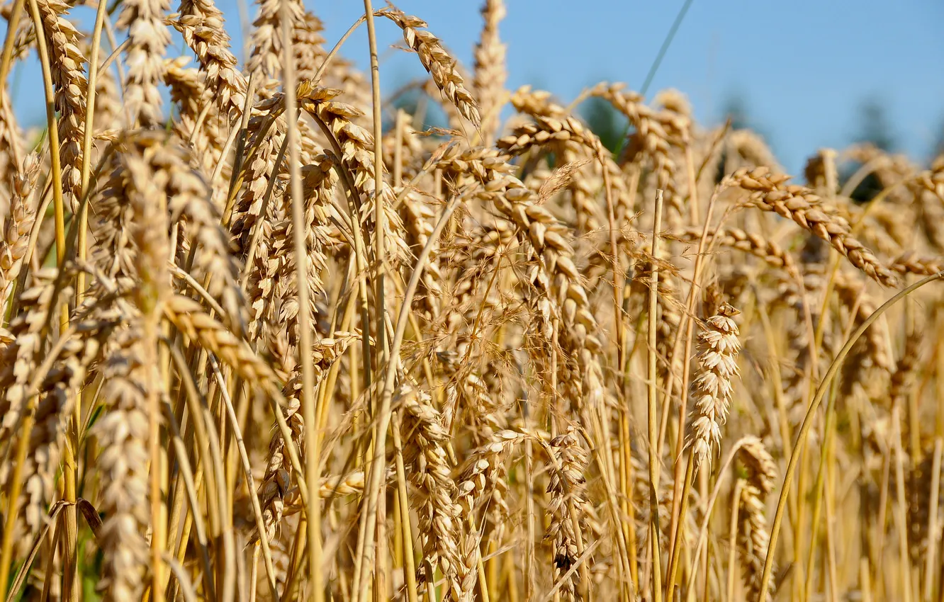 Фото обои поле, лето, небо, урожай, Пшеница, посев, созревание