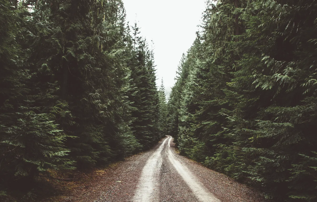 Фото обои дорога, лес, даль