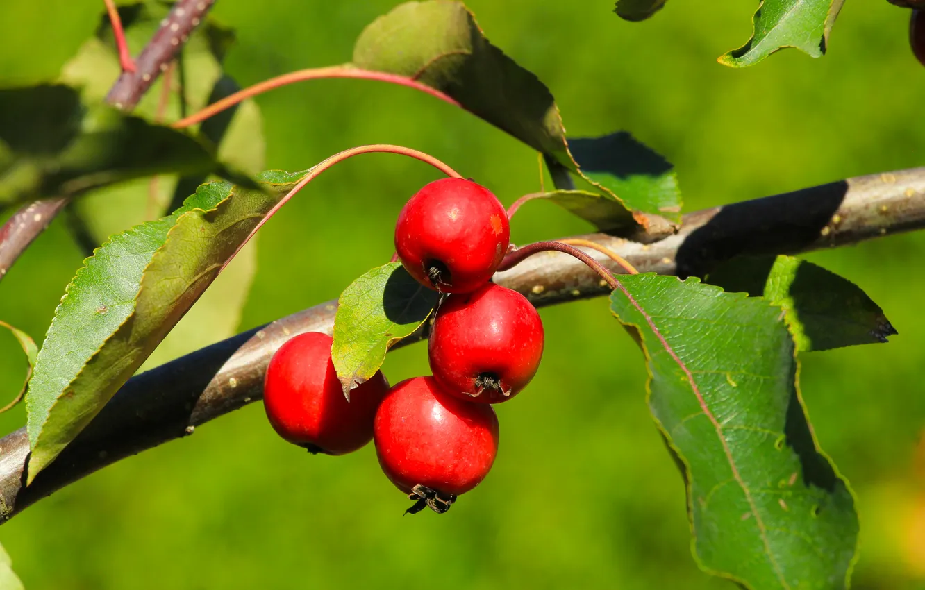 Фото обои red, fruit, twig