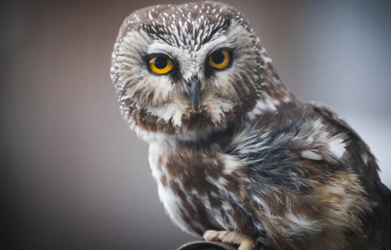 Фото обои owl, wildlife, birs, gray and brown owl watching something