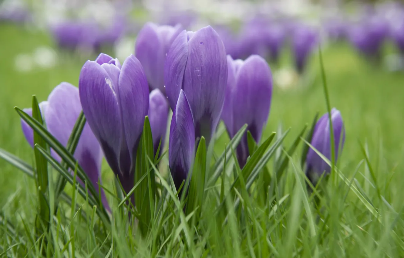 Фото обои фиолетовые, крокусы, в траве, размытый задний фон
