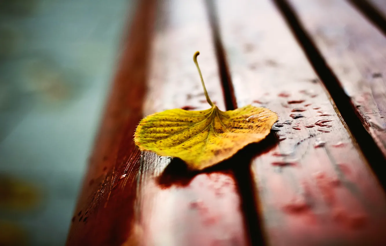 Фото обои осень, капли, макро, скамейка, желтый, лист, размытость, лавочка