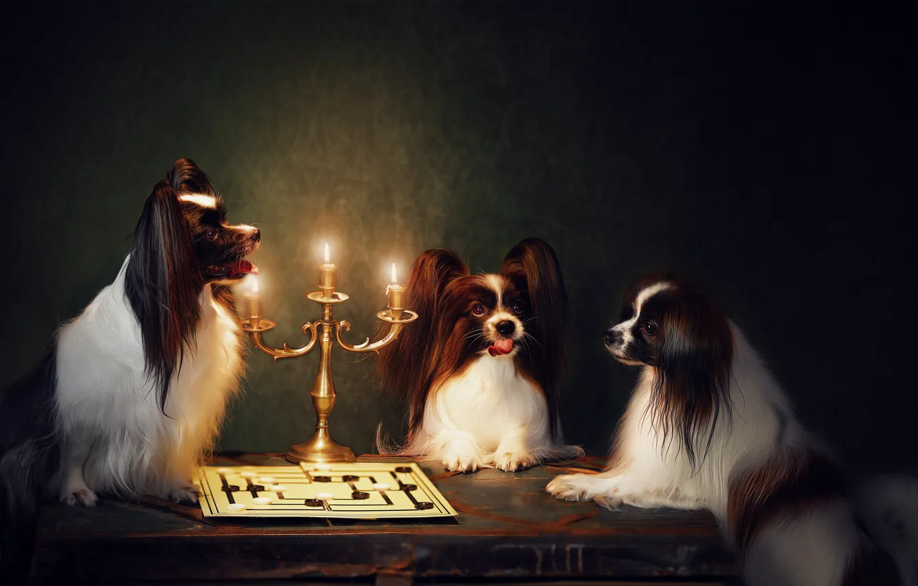 Фото обои собаки, фон, ситуация, трио, подсвечник, шашки, троица, Папийон